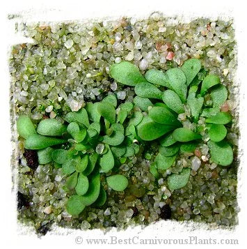 Genlisea hispidula [BCP ID# S163] (15粒の種子) 大森食虫植物農園