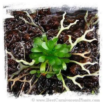 Genlisea margaretae {Madagascar} 大森食虫植物農園