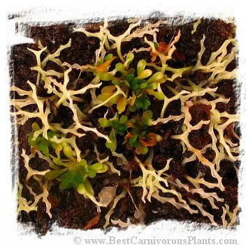 Genlisea margaretae {Madagascar} 大森食虫植物農園