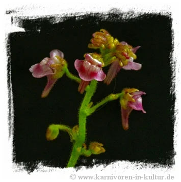 Genlisea margaretae and /or G. glandulosissima {mixed, north of Mansa, Zambia, 1280 m} 大森食虫植物農園