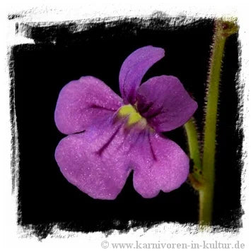 Genlisea metallica {Itacambira, MG, Brazil} [BCP ID# 1582] 大森食虫植物農園