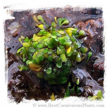 Genlisea nigrocaulis 大森食虫植物農園