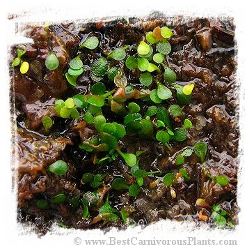 Genlisea nigrocaulis 大森食虫植物農園