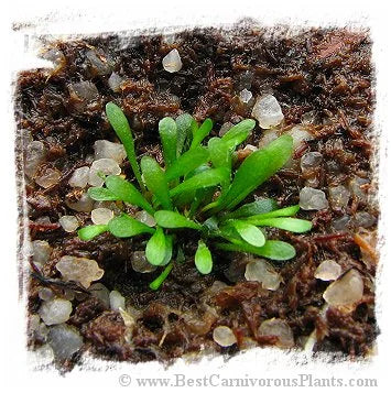Genlisea pygmaea 大森食虫植物農園