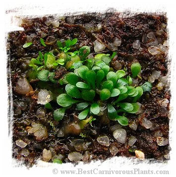 Genlisea repens 大森食虫植物農園
