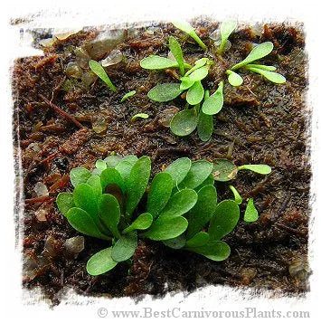 Genlisea repens 大森食虫植物農園