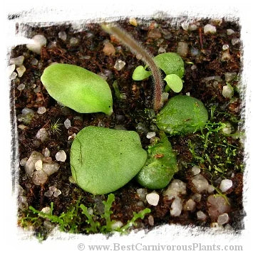 Genlisea uncinata 大森食虫植物農園