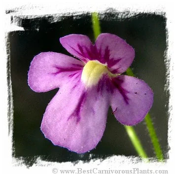 Genlisea violacea {Couto de Magalhaes de Minas, MG, Brazil} [BCP ID# 1212] 大森食虫植物農園