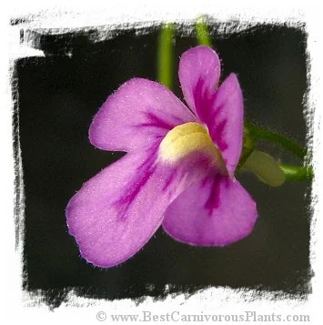 Genlisea violacea {Couto de Magalhaes de Minas, MG, Brazil} [BCP ID# 1212] 大森食虫植物農園
