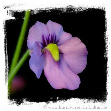 Genlisea violacea {Serra da Caraca, Minas Gerais, Brazil} 大森食虫植物農園