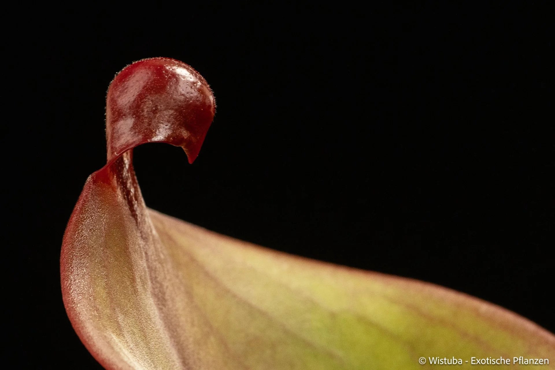 Heliamphora Cyclops 大森食虫植物農園