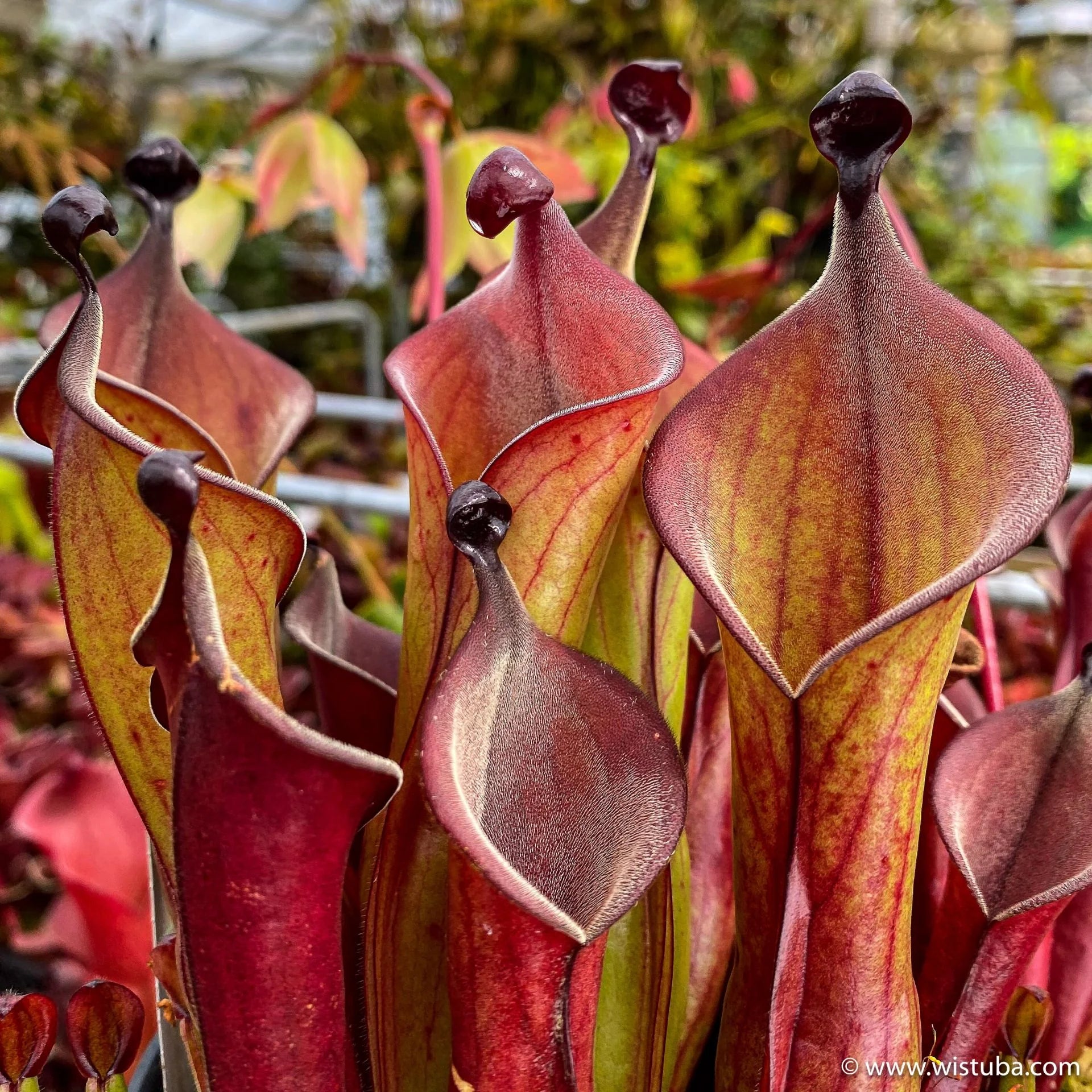 Heliamphora "Black Cherry" 大森食虫植物農園