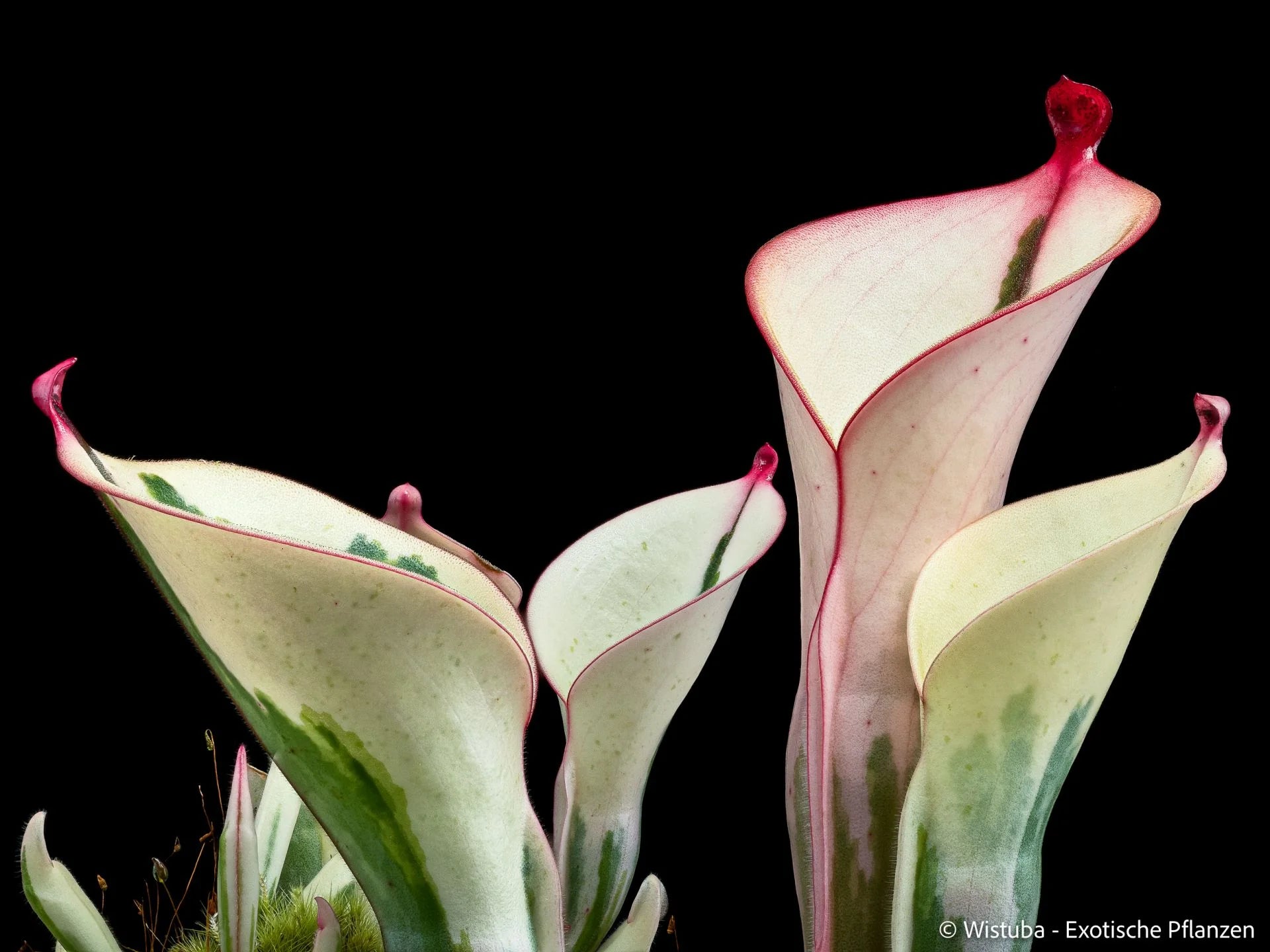 Heliamphora "Flamingo" 大森食虫植物農園