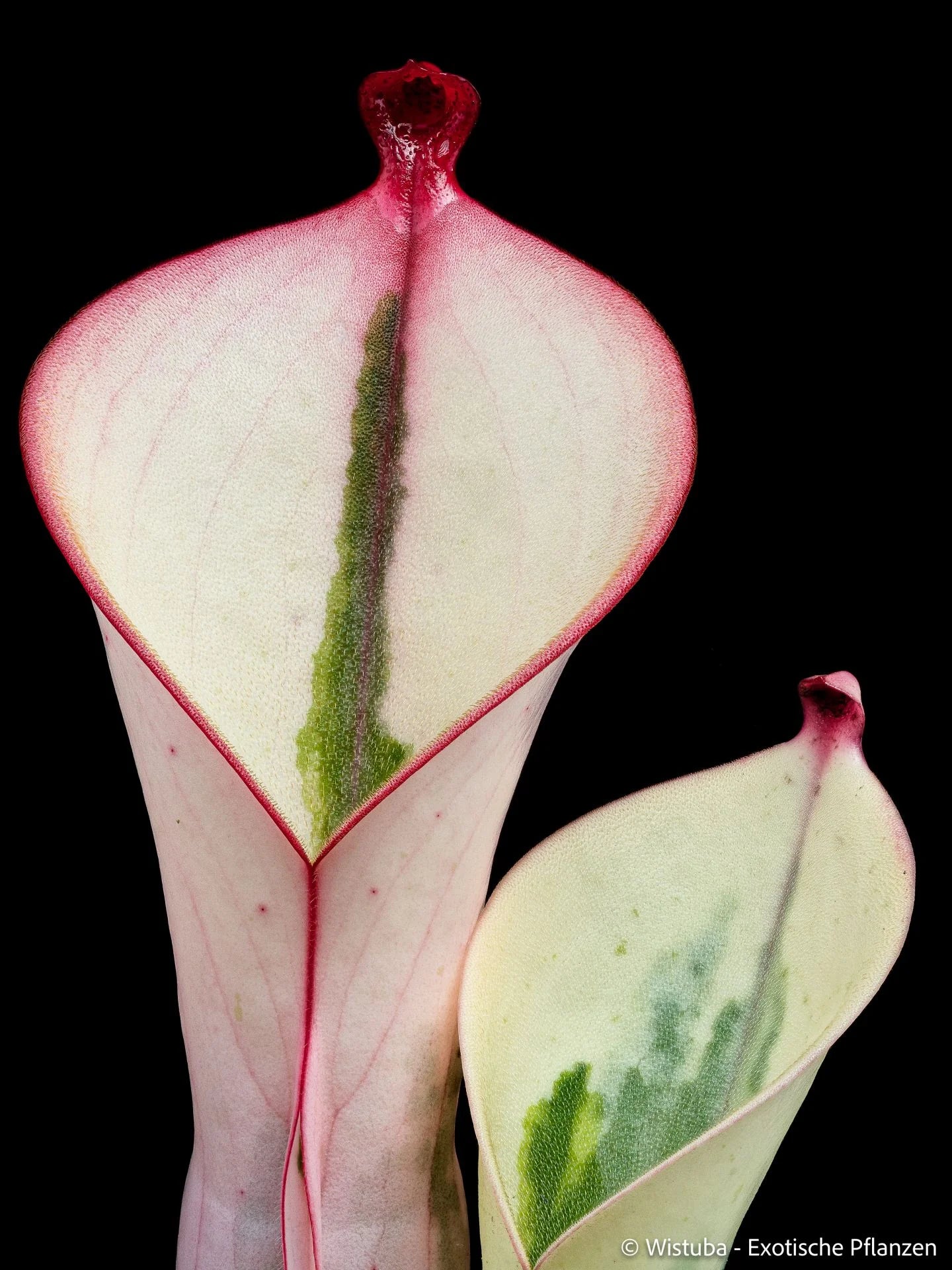 Heliamphora "Flamingo" 大森食虫植物農園