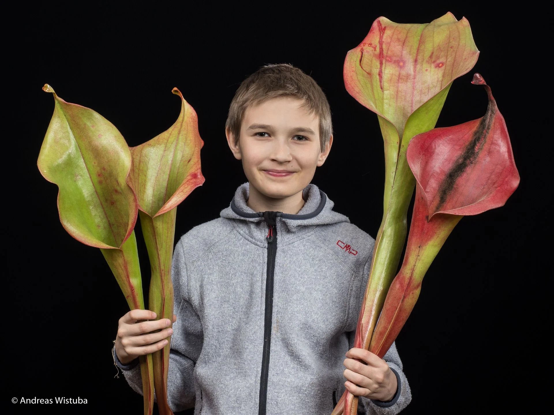 Heliamphora "Godzilla" 大森食虫植物農園