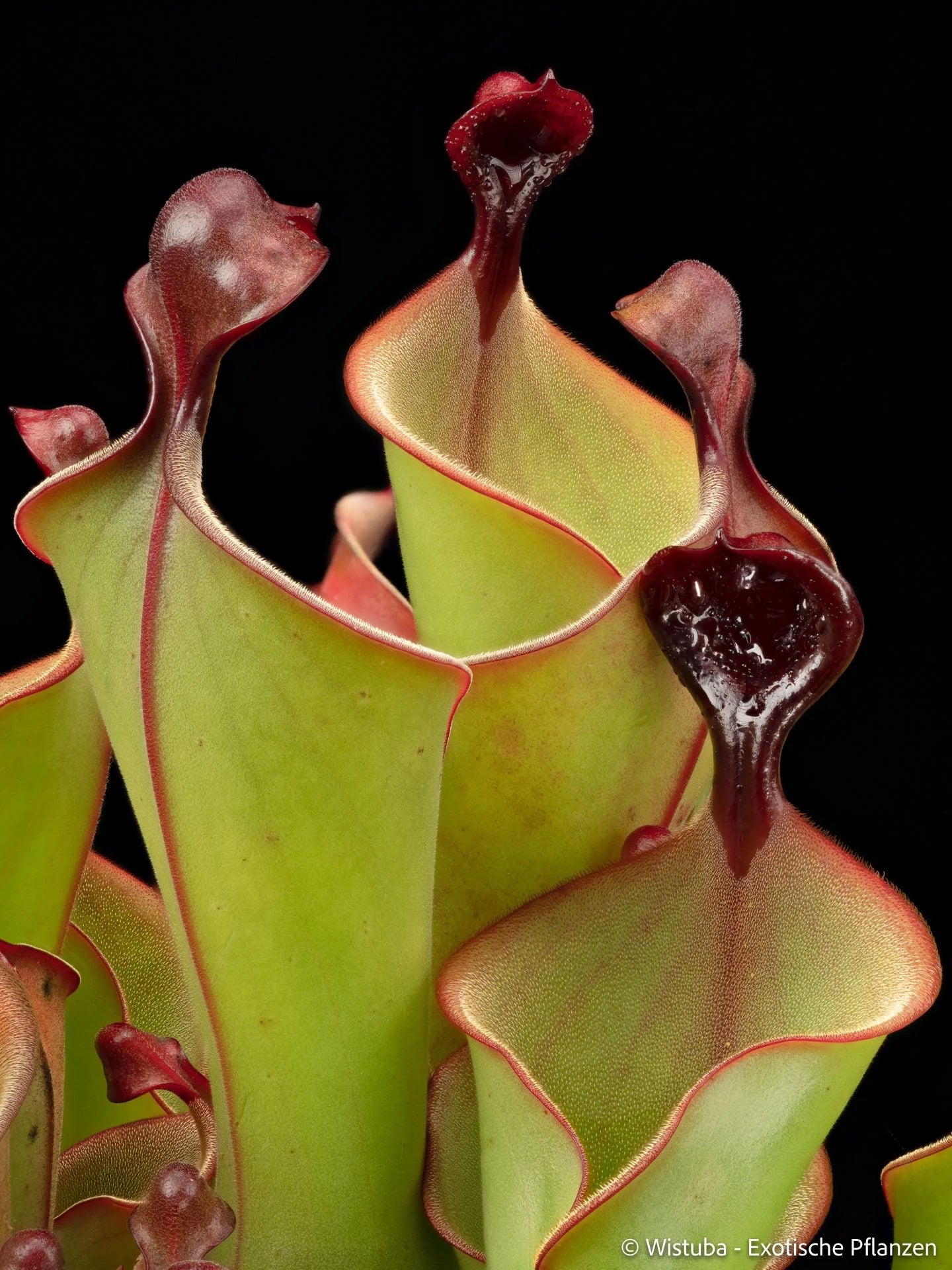 Heliamphora "Mickey" 大森食虫植物農園