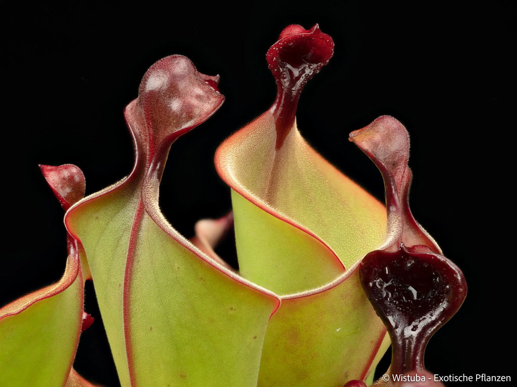 Heliamphora "Mickey" 大森食虫植物農園