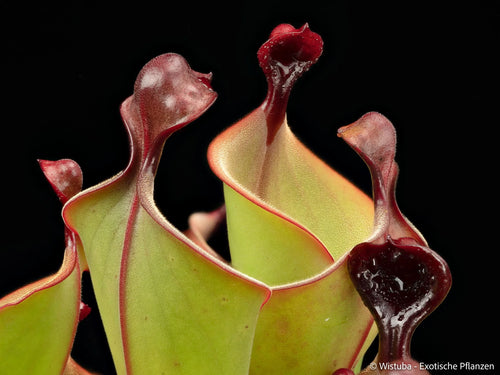 Heliamphora "Mickey" 大森食虫植物農園