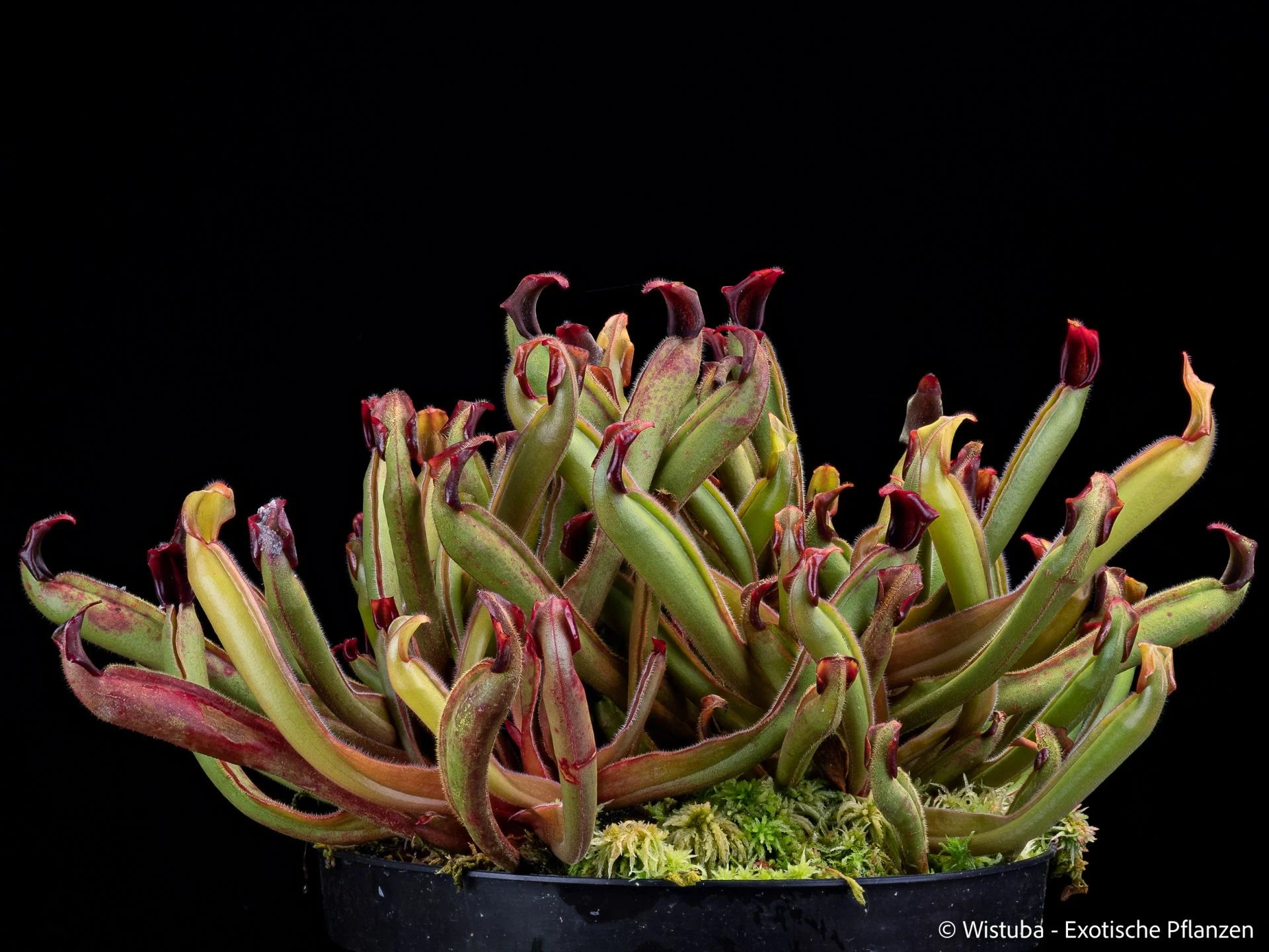 Heliamphora "Peter Pan" 大森食虫植物農園