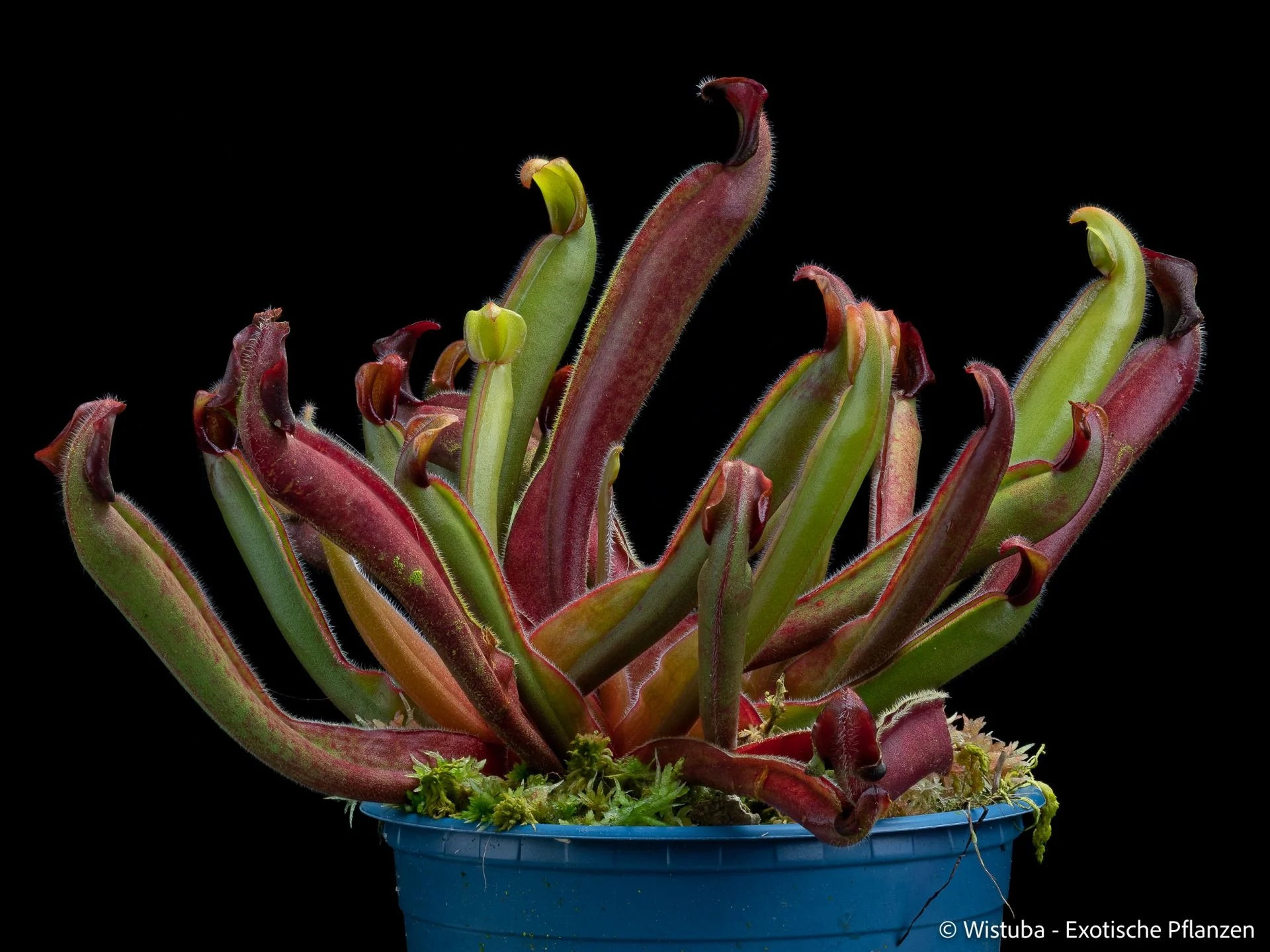 Heliamphora "Peter Pan" 大森食虫植物農園