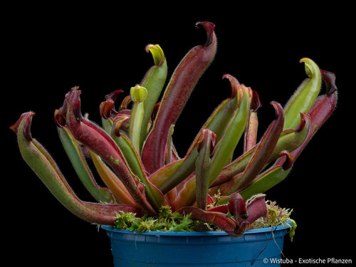 Heliamphora "Peter Pan" 大森食虫植物農園