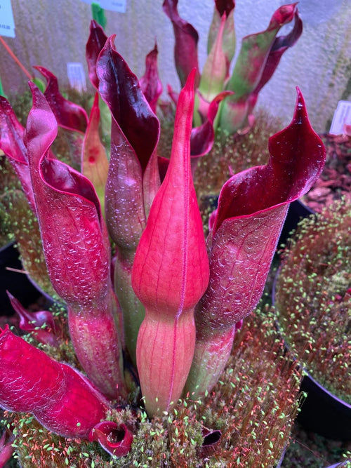 Heliamphora "Rocket 大森食虫植物農園