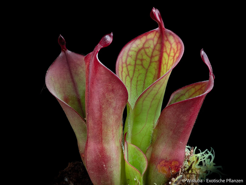 Heliamphora "Spiderweb" 大森食虫植物農園