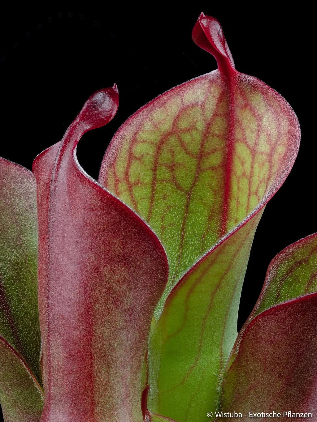 Heliamphora "Spiderweb" 大森食虫植物農園