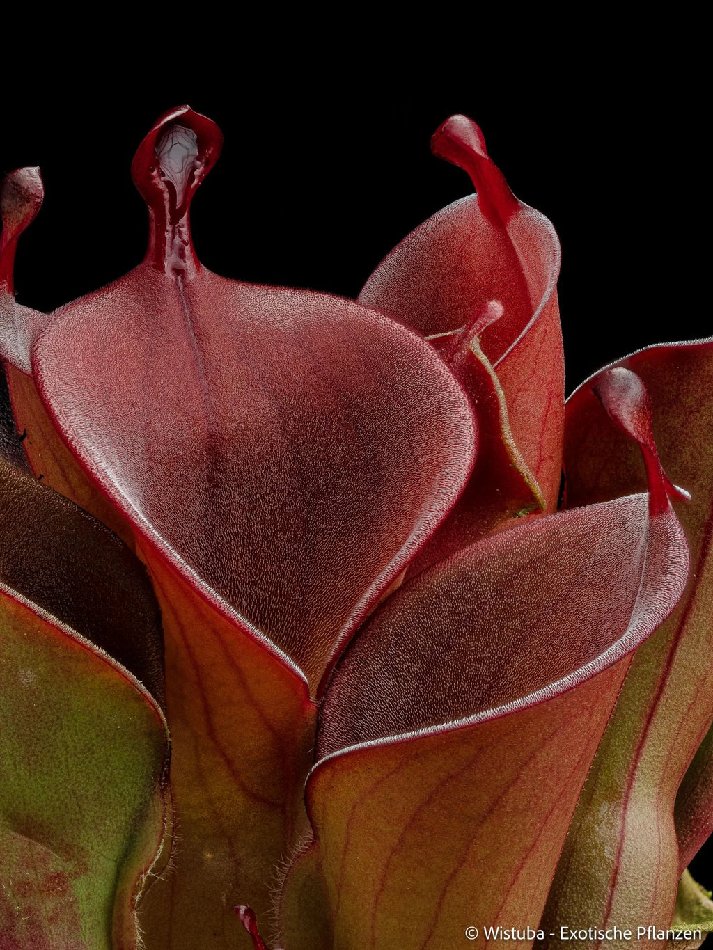 Heliamphora (heterodoxa x ionasi) x minor var. pilosa (02) 大森食虫植物農園