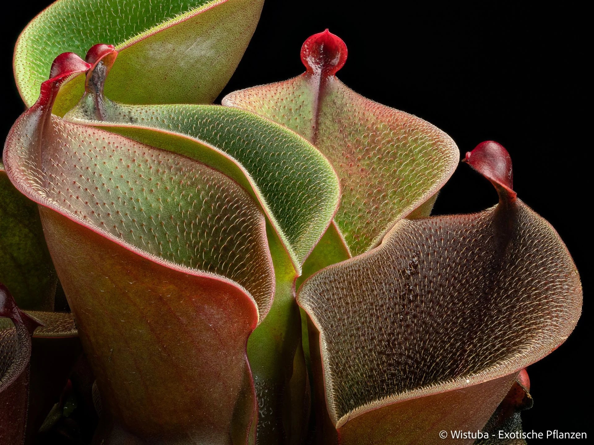 Heliamphora (heterodoxa x ionasi) x minor var. pilosa (02) 大森食虫植物農園
