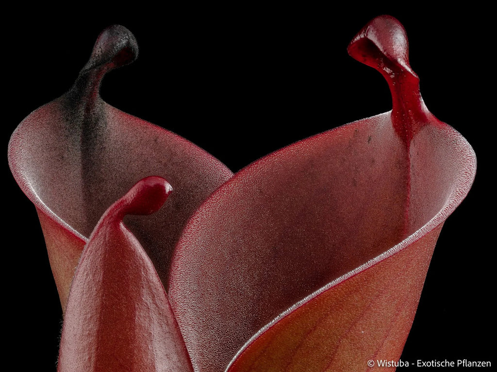 Heliamphora (heterodoxa x ionasi) x minor var. pilosa (02) 大森食虫植物農園