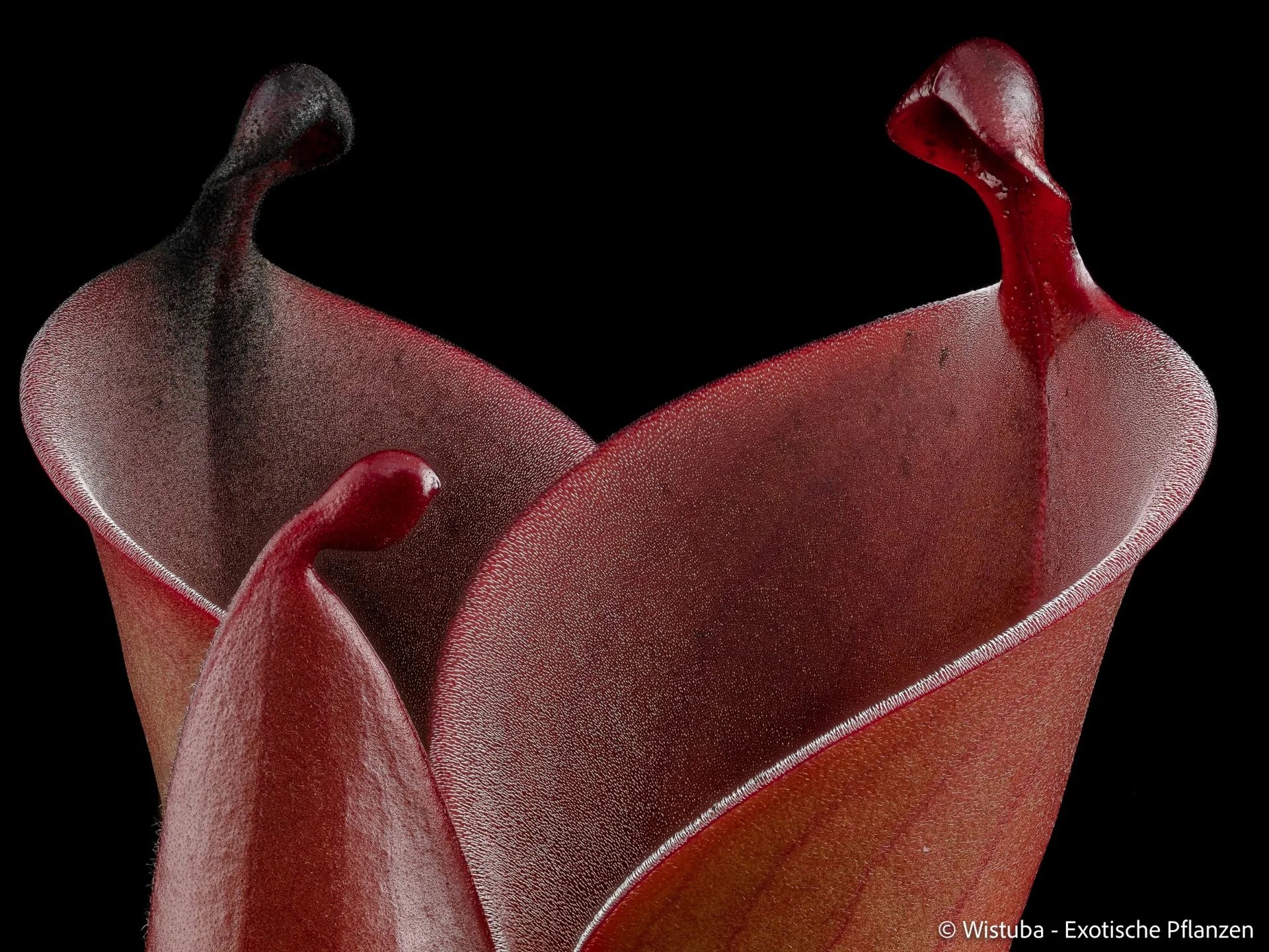 Heliamphora (heterodoxa x ionasi) x minor var. pilosa (02) 大森食虫植物農園