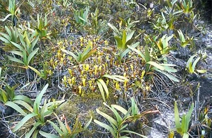 Heliamphora arenicola (Tramen Tepui) 大森食虫植物農園