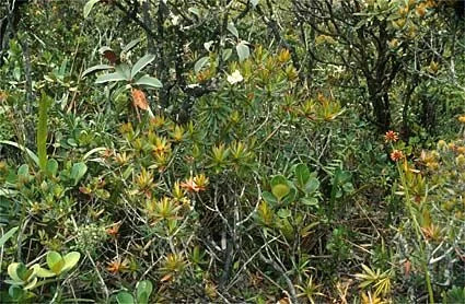 Heliamphora arenicola (Tramen Tepui) 大森食虫植物農園