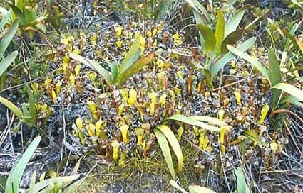 Heliamphora arenicola (Tramen Tepui) 大森食虫植物農園