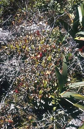 Heliamphora arenicola (Tramen Tepui) 大森食虫植物農園