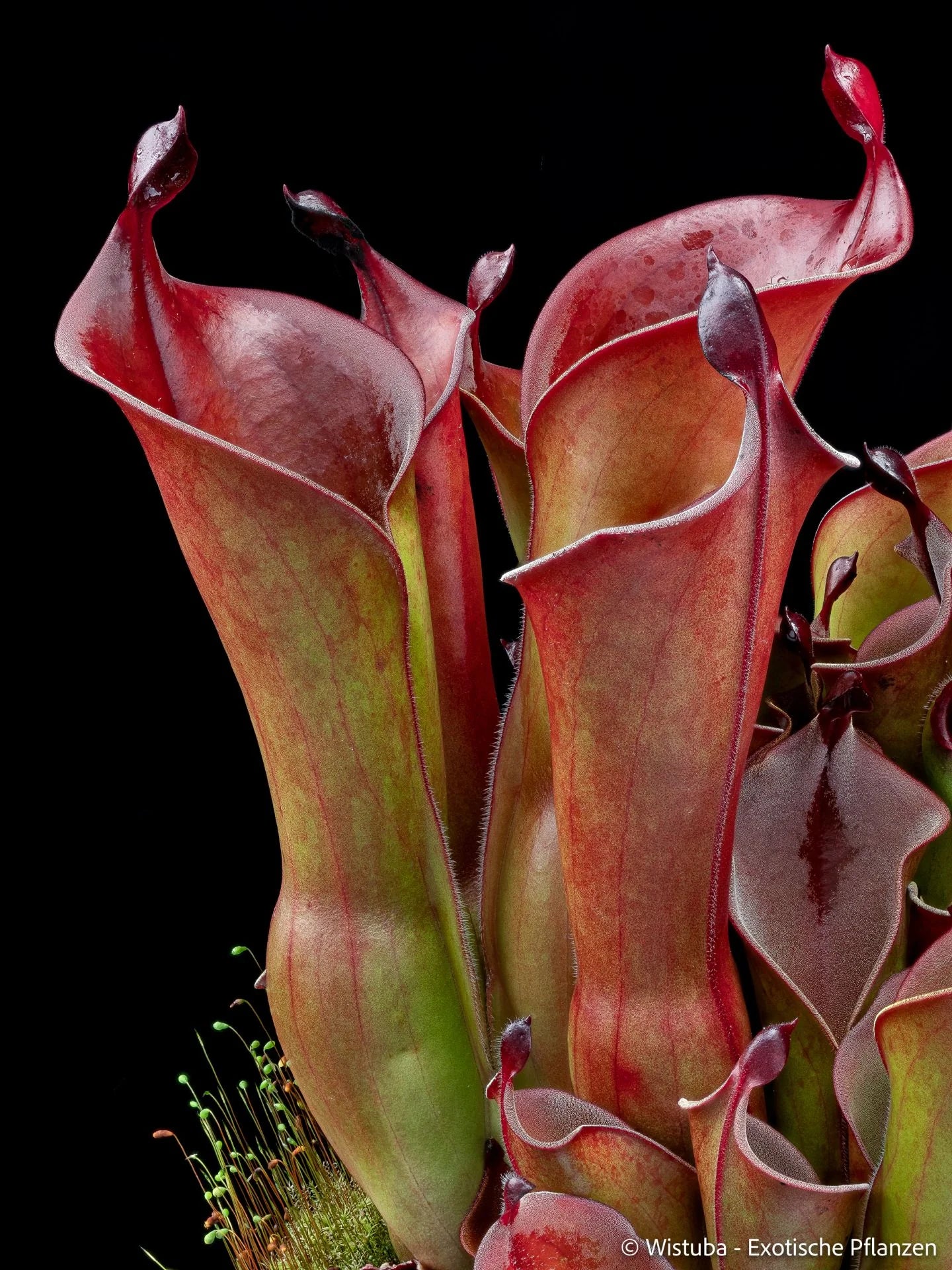 Heliamphora arenicola x ceracea 大森食虫植物農園