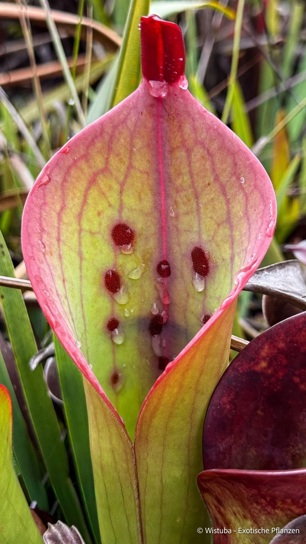 Heliamphora ceracea (Cerro Neblina, Braz. Ven.) 大森食虫植物農園