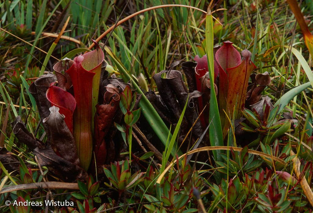 Heliamphora ceracea (Cerro Neblina, Braz. Ven.) 大森食虫植物農園