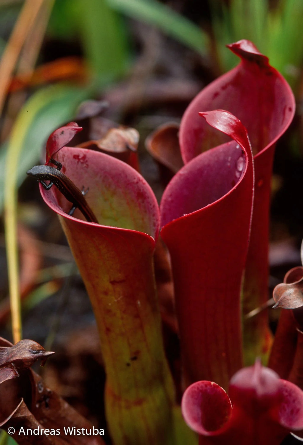 Heliamphora ceracea (Cerro Neblina, Braz. Ven.) 大森食虫植物農園