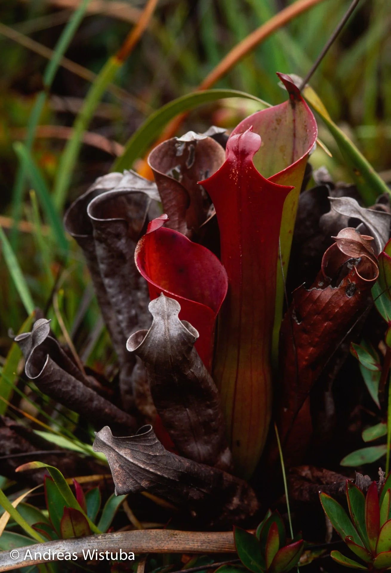 Heliamphora ceracea (Cerro Neblina, Braz. Ven.) 大森食虫植物農園