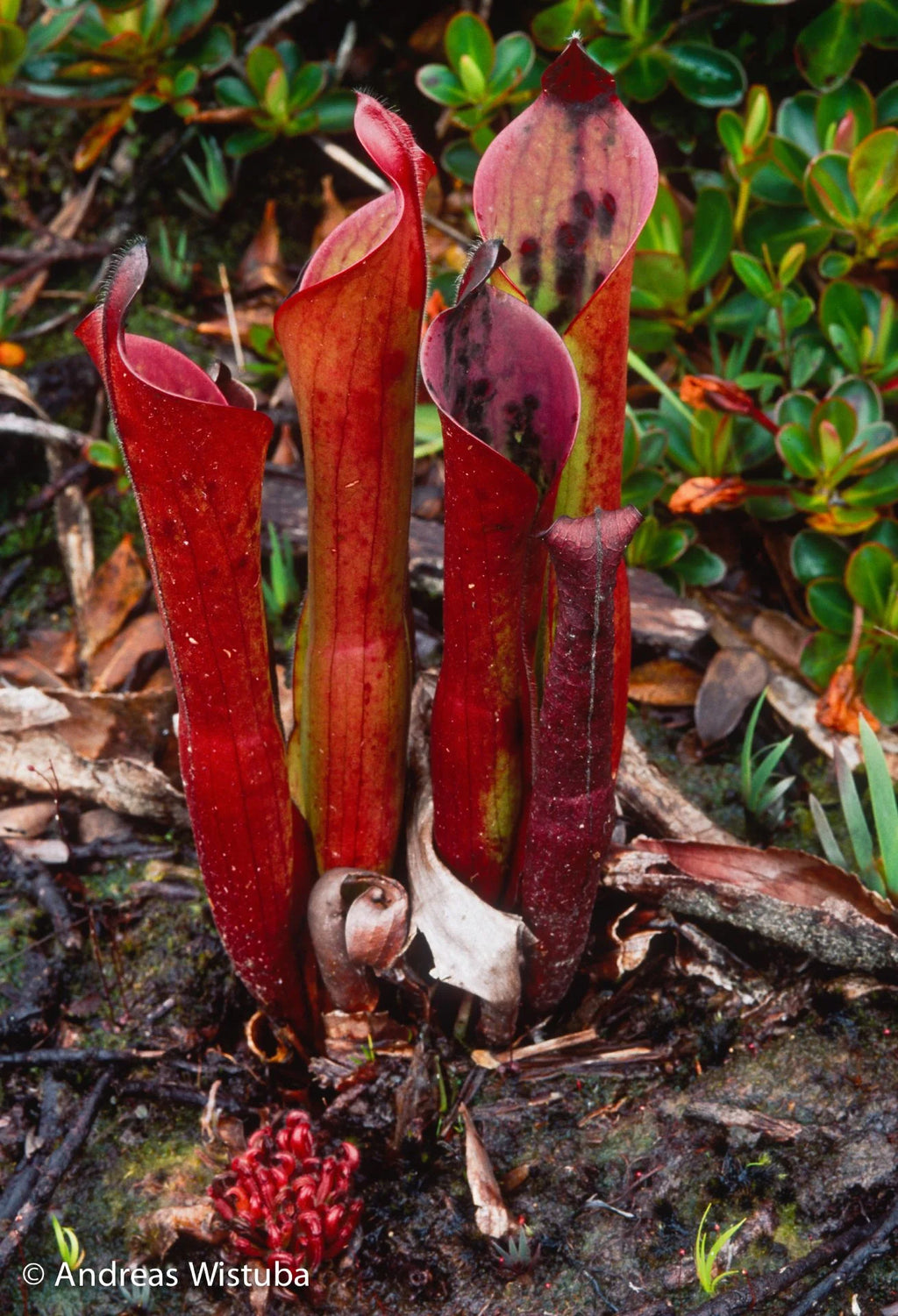 Heliamphora ceracea (Cerro Neblina, Braz. Ven.) 大森食虫植物農園