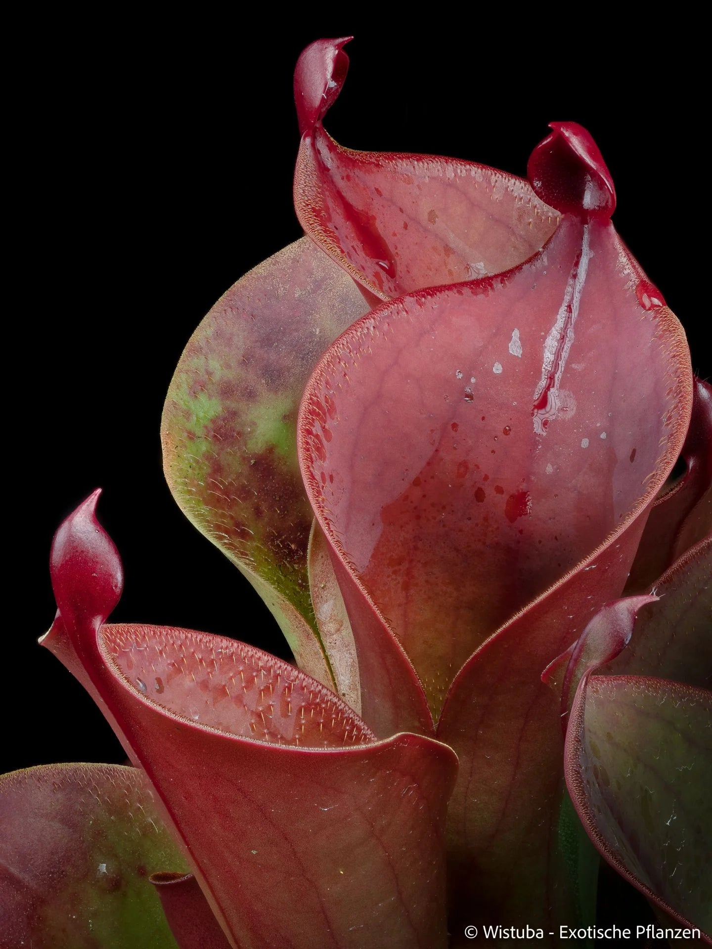 Heliamphora ceracea x hispida (Cerro Neblina) 大森食虫植物農園