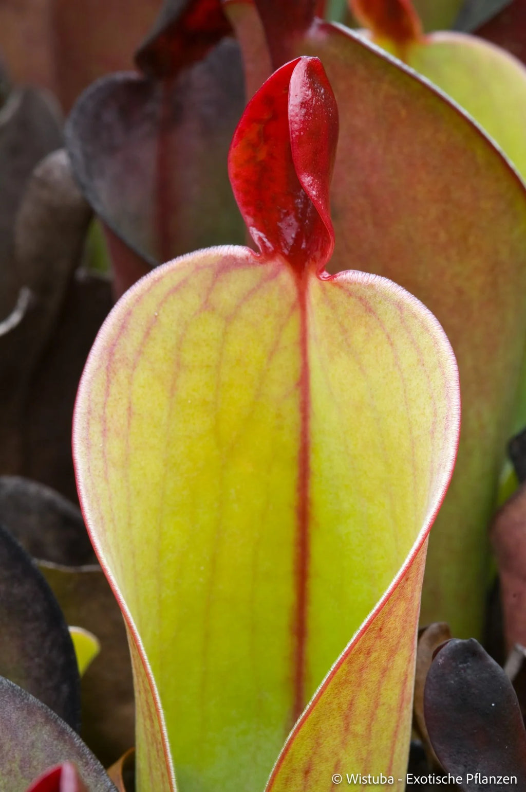 Heliamphora chimantensis (Chimanta, Venezuela) 大森食虫植物農園