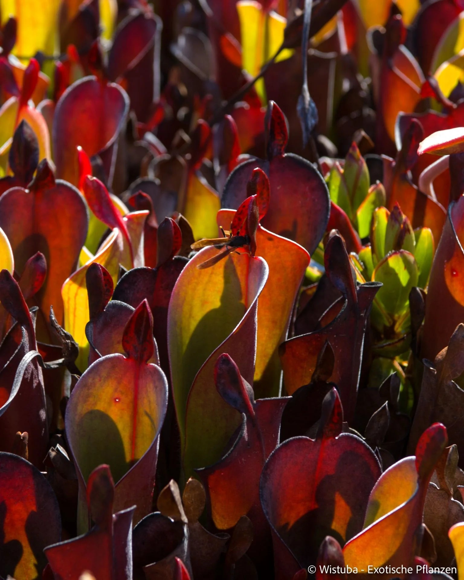 Heliamphora chimantensis (Chimanta, Venezuela) 大森食虫植物農園