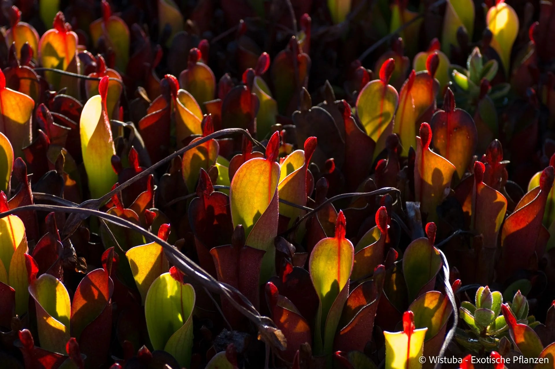 Heliamphora chimantensis (Chimanta, Venezuela) 大森食虫植物農園