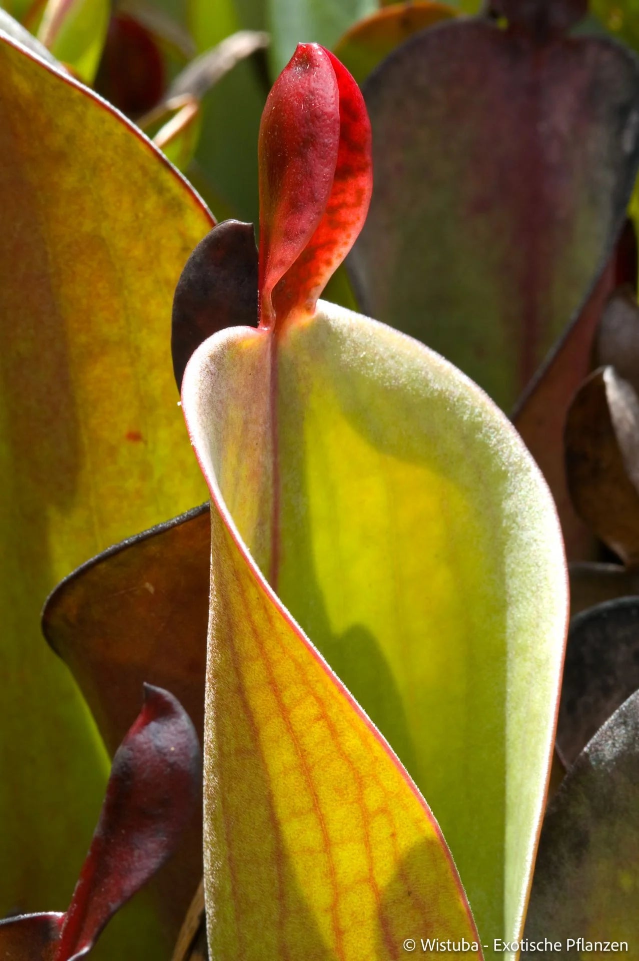 Heliamphora chimantensis (Chimanta, Venezuela) 大森食虫植物農園