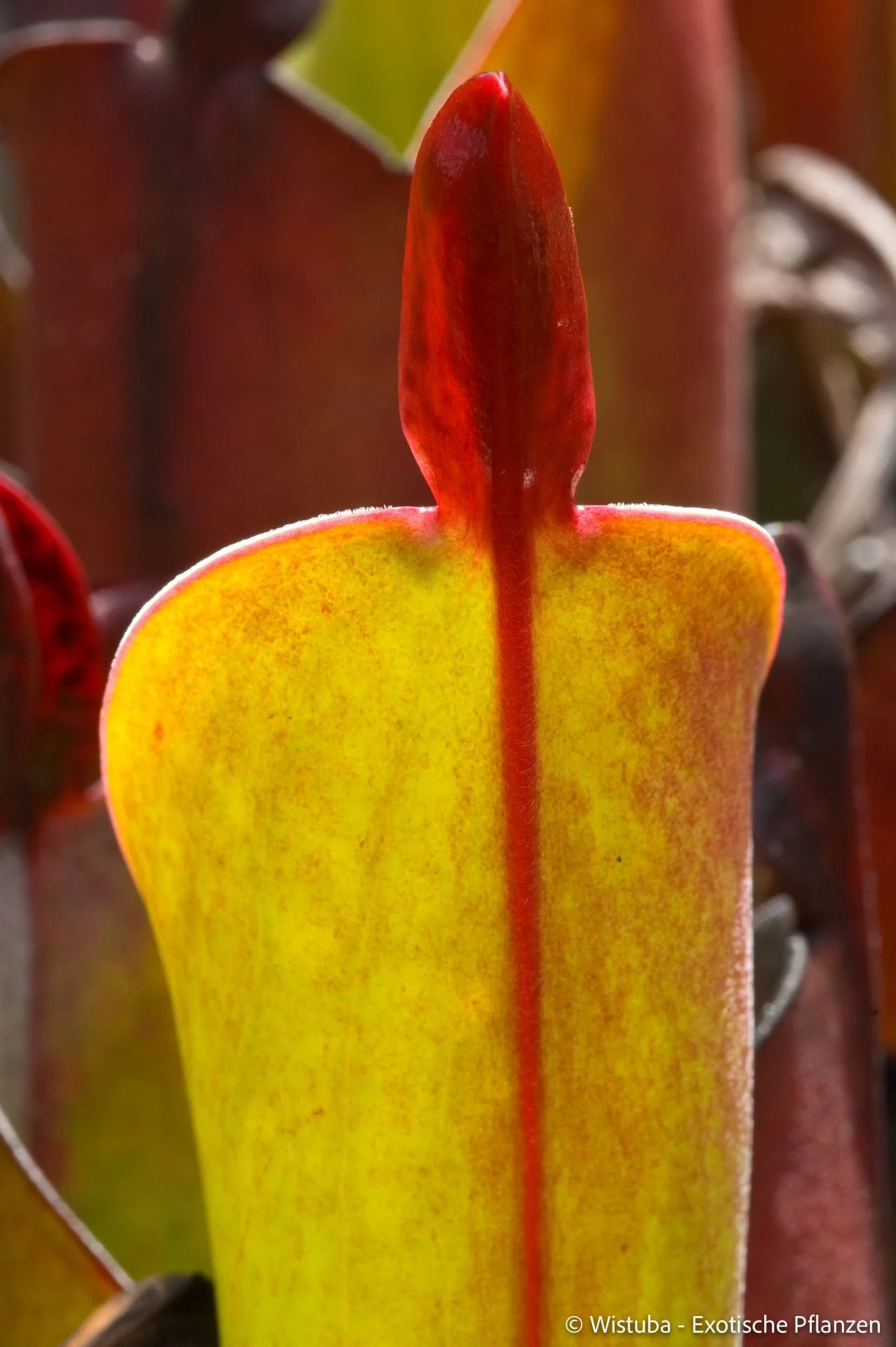 Heliamphora chimantensis (Chimanta, Venezuela) 大森食虫植物農園