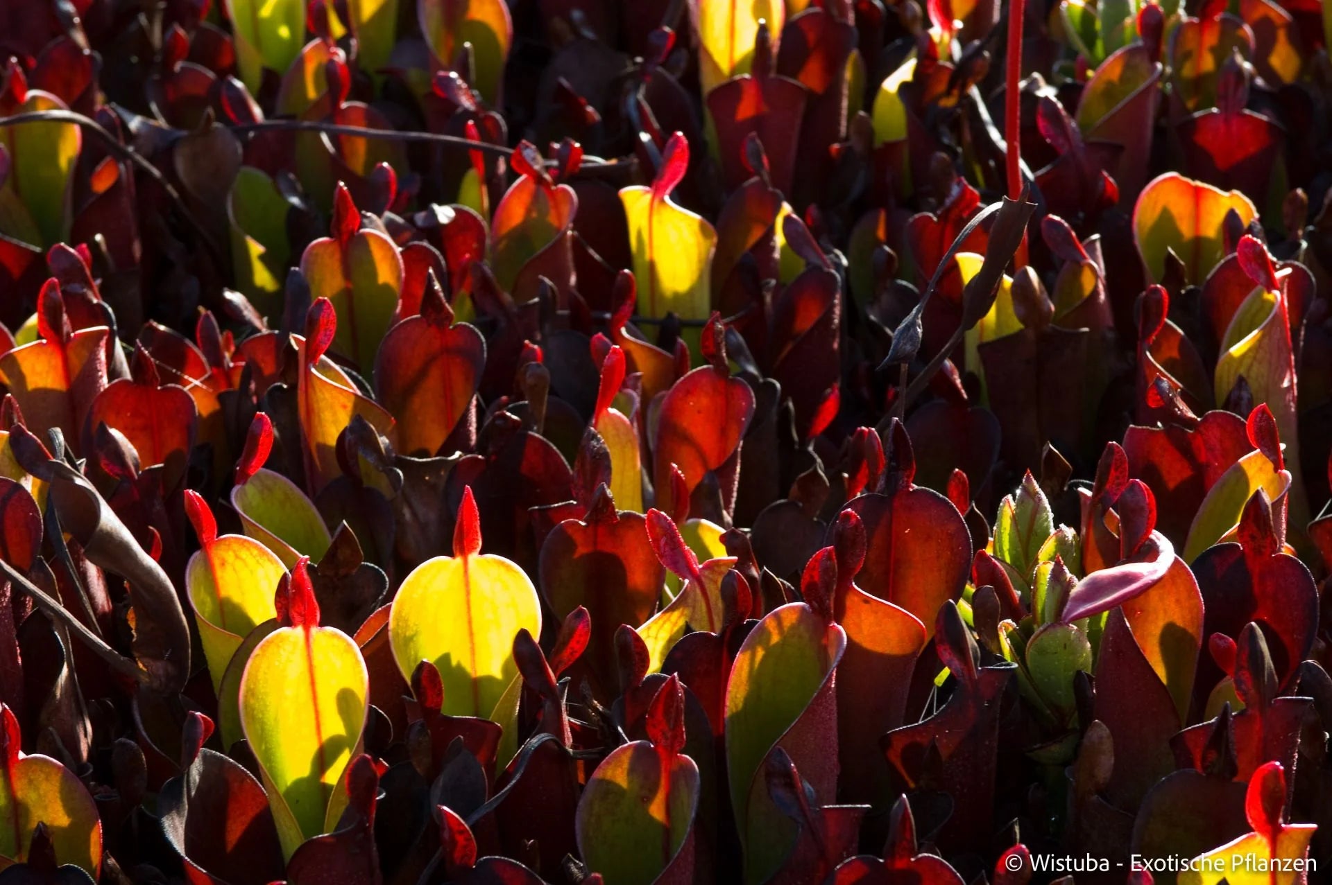 Heliamphora chimantensis (Chimanta, Venezuela) 大森食虫植物農園