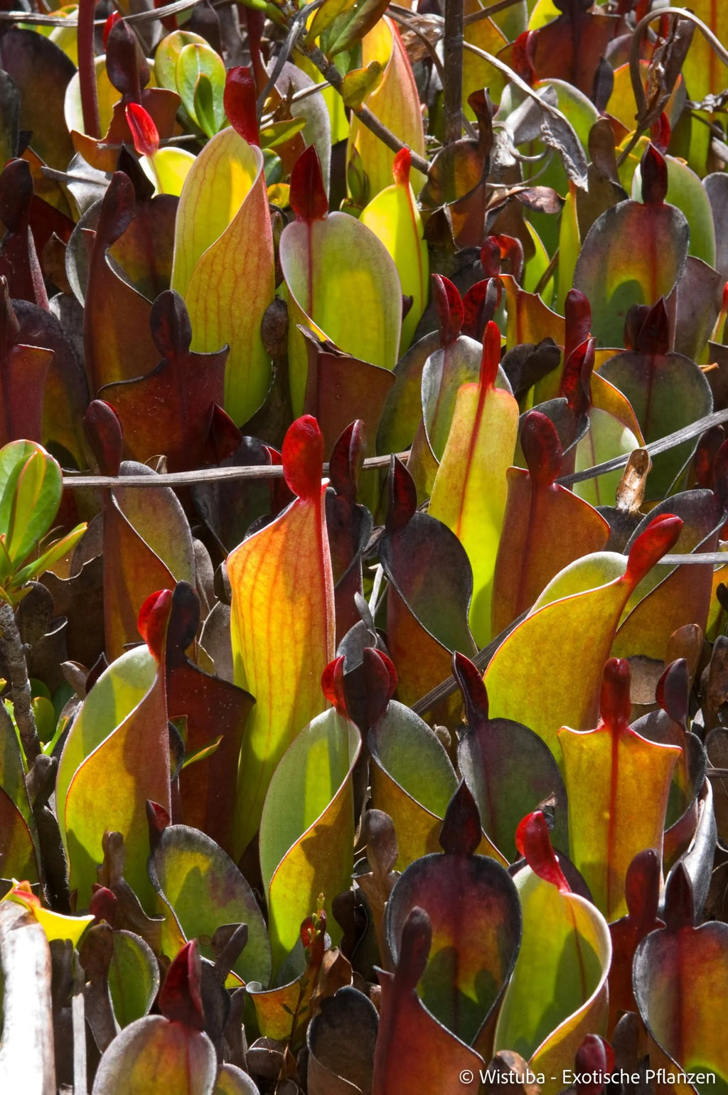 Heliamphora chimantensis (Chimanta, Venezuela) 大森食虫植物農園